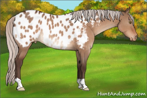 Horse Color:Silver Brown Dun Appaloosa Rabicano 
