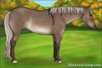 Horse Color:Silver Brown Dun Rabicano 