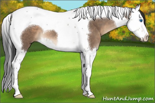Horse Color:Brown Dun Splash Tobiano