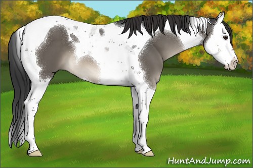 Horse Color:Brown Dun Splash Tobiano 