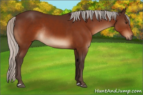 Horse Color:Silver Brown Rabicano