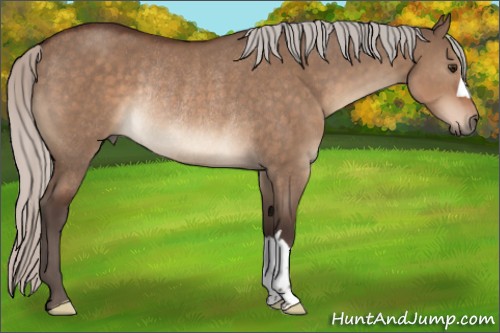 Horse Color:Silver Brown Dun Rabicano 