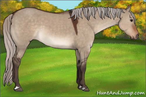 Horse Color:Silver Brown Dun 