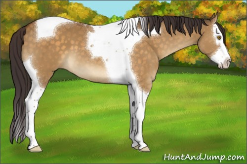 Horse Color:Buckskin Dun Splash Tobiano