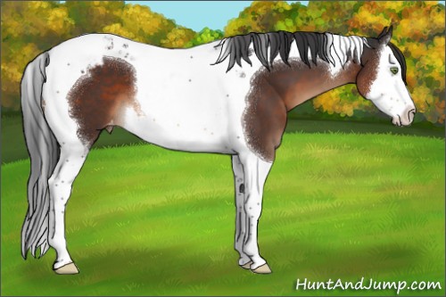 Horse Color:Brown Splash Tobiano Appaloosa