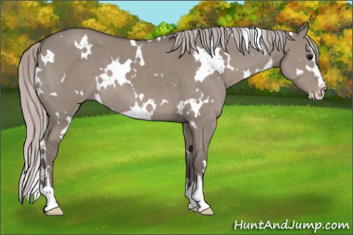 Horse Color:White Spotted Silver Grullo Mushroom Sabino 