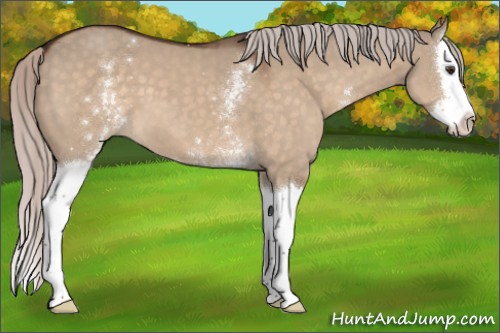 Horse Color:White Spotted Silver Brown Dun Splash 