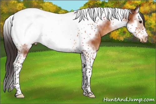 Horse Color:Buckskin Splash Tobiano Frame Appaloosa 