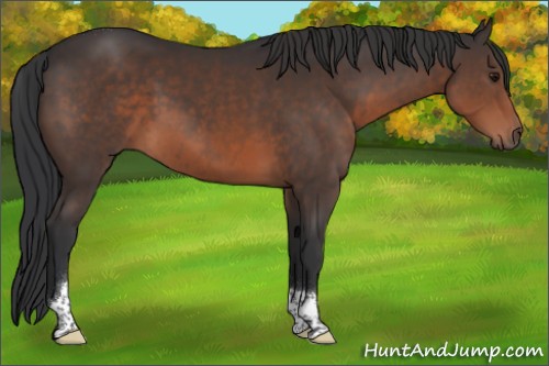 Horse Color:Brown Tobiano 