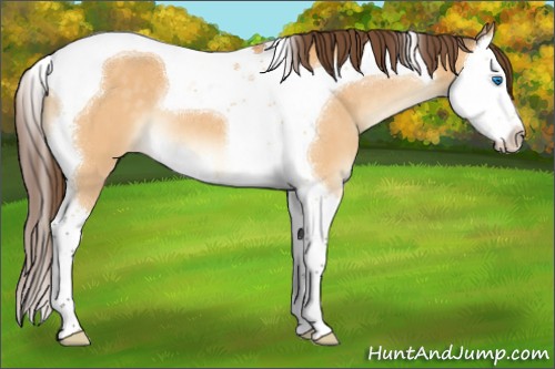 Horse Color:Buckskin Dun Splash Tobiano Appaloosa