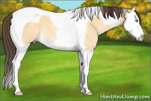 Horse Color:Amber Cream Champagne Splash Tobiano