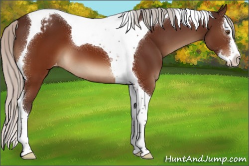 Horse Color:Silver Brown Splash Tobiano Appaloosa 