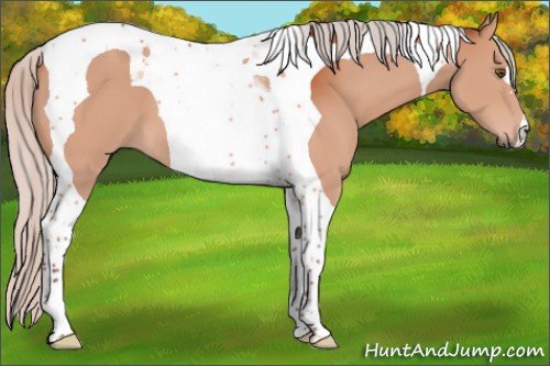 Horse Color:Silver Brown Tobiano