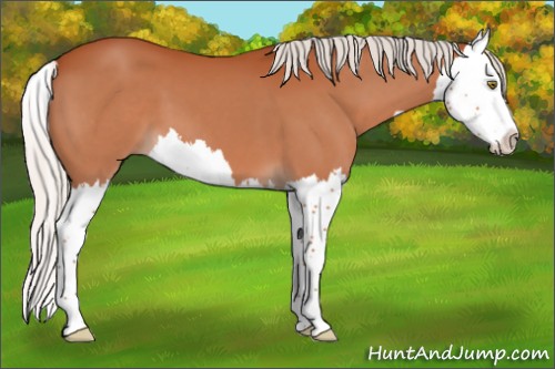 Horse Color:Silver Bay Splash