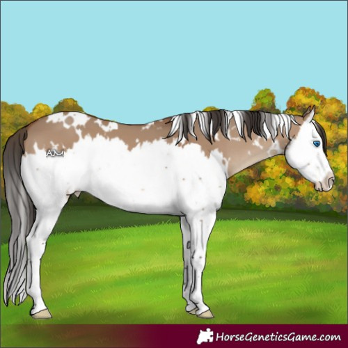Horse Color:White Spotted Bay Dun Splash 