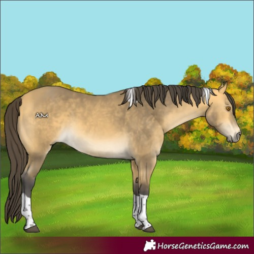 Horse Color:Buckskin Mushroom Tobiano 