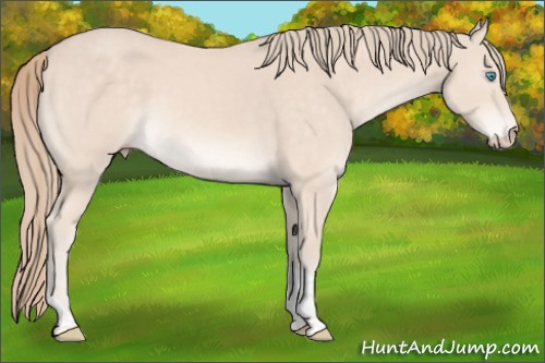 Horse Color:Perlino Mushroom Tobiano 