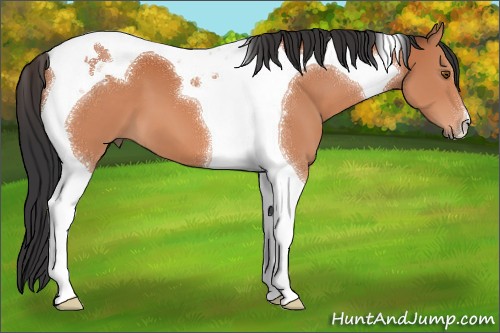 Horse Color:Bay Tobiano 