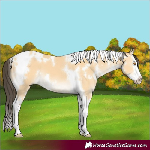 Horse Color:White Spotted Buckskin Splash Tobiano 