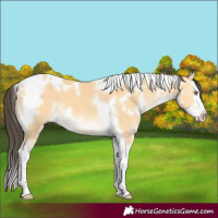 Horse Color:White Spotted Buckskin Splash Tobiano 