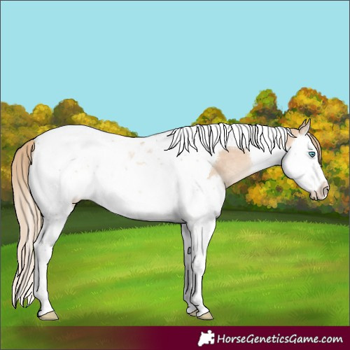 Horse Color:Perlino Splash Tobiano 