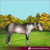 Horse Color:Gray Bay Tobiano 