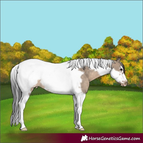 Horse Color:Brown Dun Tobiano Frame Blanket 