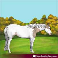 Horse Color:Brown Dun Tobiano Frame Appaloosa