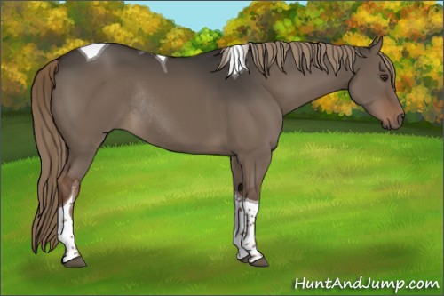 Horse Color:Liver Red Dun Tobiano Rabicano 
