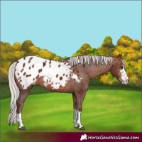 Horse Color:Silver Bay Sabino Tobiano Appaloosa Rabicano 