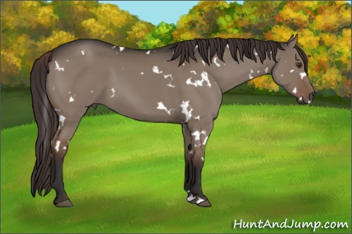 Horse Color:White Spotted Liver Red Dun Sabino 