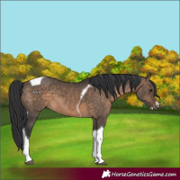 Horse Color:Brown Dun Sabino Tobiano