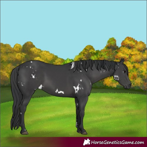 Horse Color:White Spotted Black 