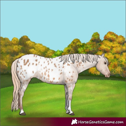 Horse Color:White Spotted Red Dun Tobiano Blanket