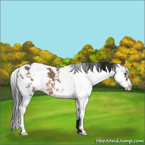Horse Color:Brown Dun Sabino 