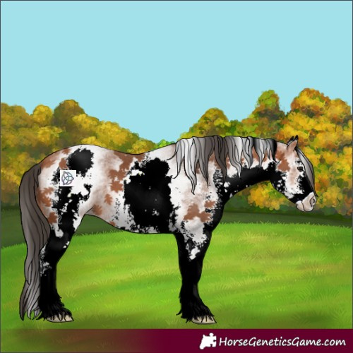 Horse Color:White Spotted Bay Sabino 