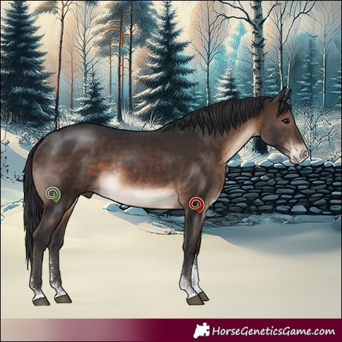 Horse Color:Brown Sabino 