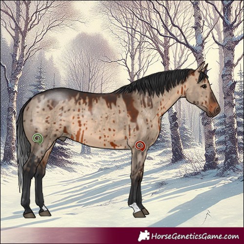 Horse Color:Brown Dun Brindle 