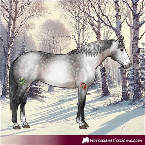 Horse Color:Gray Brown Sabino 