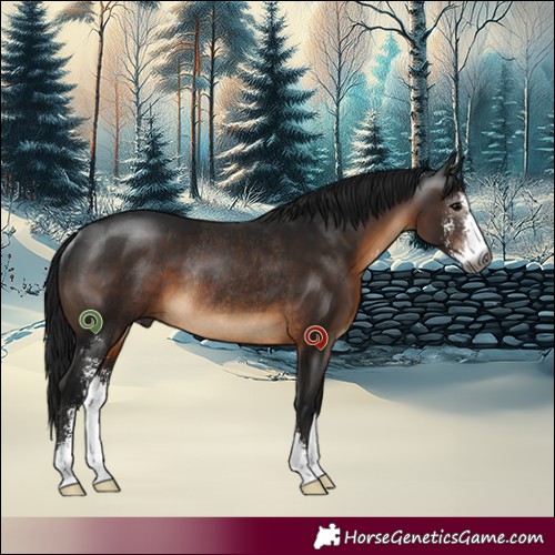 Horse Color:Gray Brown Sabino Rabicano 