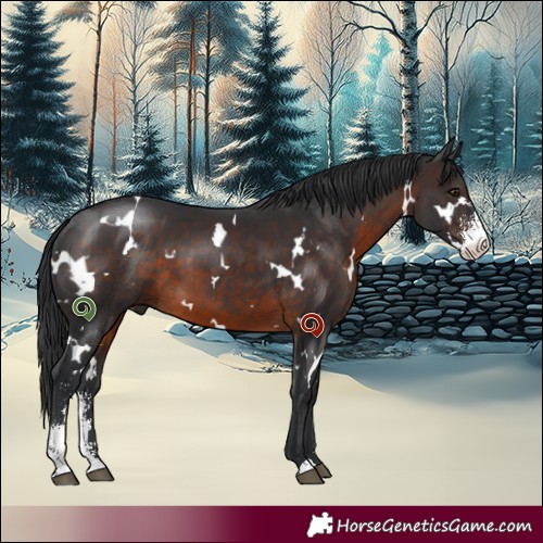 Horse Color:White Spotted Brown Sabino 