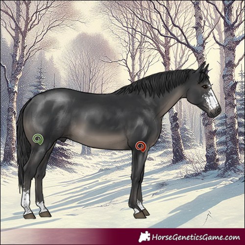 Horse Color:Black Sabino 