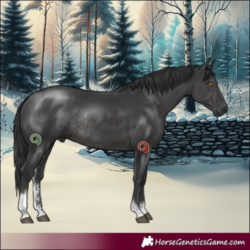 Horse Color:Black Sabino Rabicano 