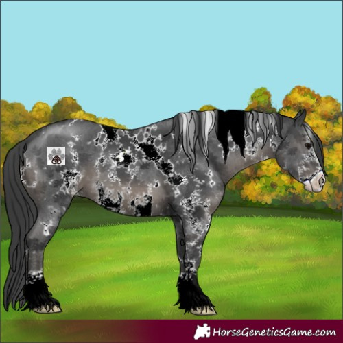 Horse Color:White Spotted Black Sabino 