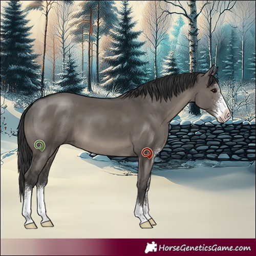 Horse Color:Grullo Sabino 