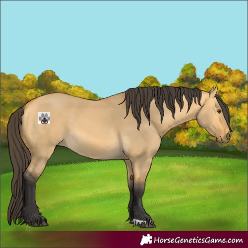 Horse Color:Buckskin Dun 
