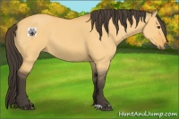 Horse Color:Buckskin Dun 
