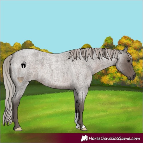 Horse Color:Silver Blue Roan