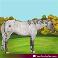 Horse Color:Silver Blue Roan 