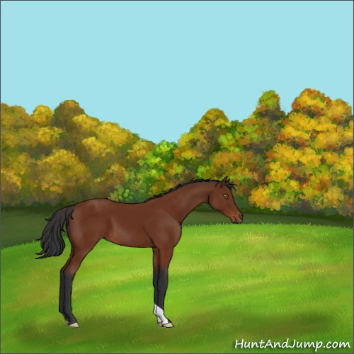 Horse Color:Brown